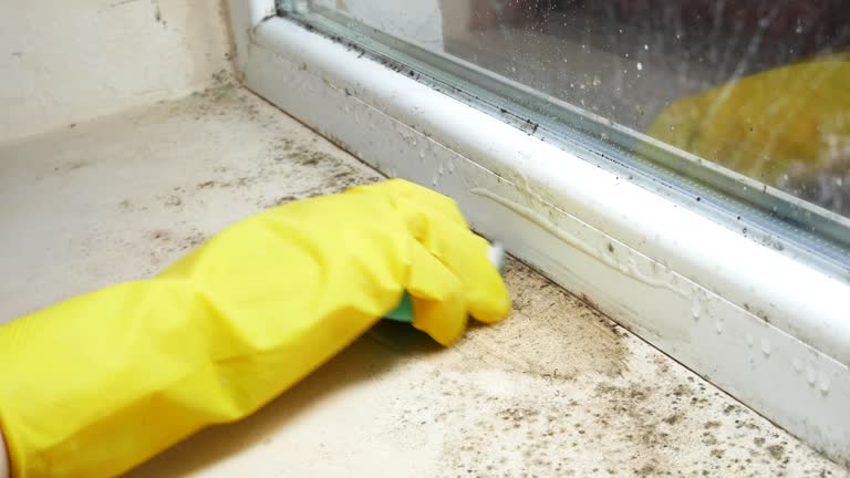 Williams Bay, WI Mold Removal Company